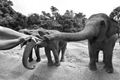 Thailand - Sanctuary of Truth Museum - The Thailand Trip to Remember-Temple of the Emerald Buddha, Pattaya Beach, and Sanctuary of Truth - 4