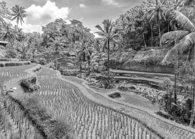 Indonesien - Ubud - Working on AM and Have Fun on PM in Indonesia