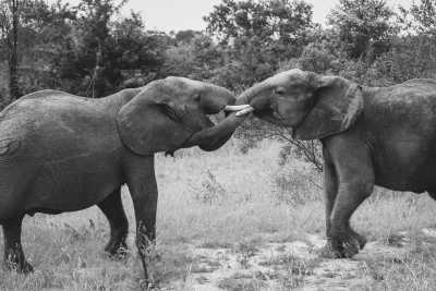 South Africa - Flughafen Kruger Mpumalanga International - Südafrika: Wilde Tiere, der Krüger Nationalpark!