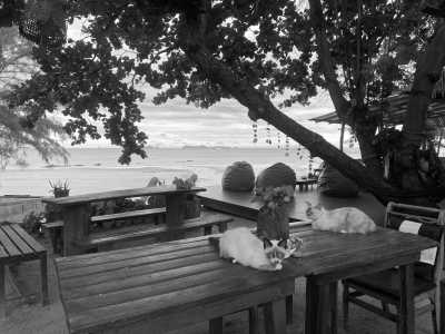 Thailand - Ko Lanta - Unplug in Thailand's Paradise: Devices Less and More Human Interactions☺️❣️with Volunteering, Muay Thai, Diving and Many More (with Private room) - 1