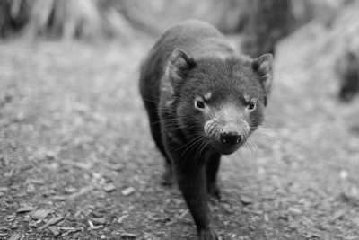 Australia - Bonorong Wildlife Sanctuary - Travel South Tasmania, Australia with Millie!