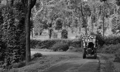 Indien - Chikkamagaluru - Wildlife & Heritage Special Trip : Karnataka, India - 2