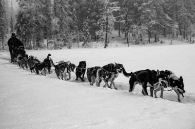 Sweden - Jokkmokk - Dog Sledding, Northern Lights, Snowmobile Experience In Swedish Lapland - All Inclusive - 9