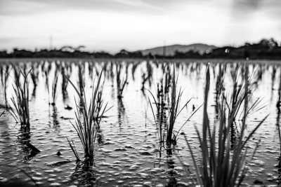 Thailand - Doi Saket District - 21 Days: Experience the Magic of Loy Krathong in Chiang Mai While CoWorking - 1