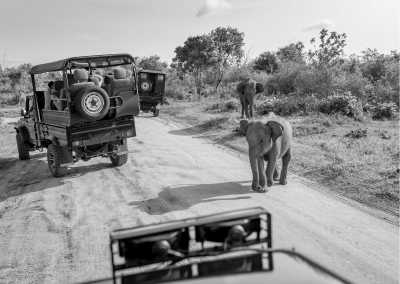 Sri Lanka - Yala National Park Sri Lanka - Discovering the Pearl of the Indian Ocean: Sri Lanka!