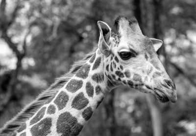 Kenia - Giraffe Centre - Female-only safari and nightlife in Kenya ✈️🌍  traditional food 🍚 wildlife 🐘 culture and East-African party experience 🥳