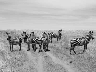 Kenia - Masai Mara National Reserve - Kenya Safari in 7 Days Visit 4 Destinations in Kenya - 2