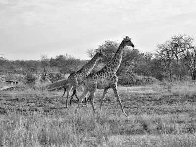 Eastern Africa - Mosi-oa-Tunya National Park - Lets Tour Africa! 3 Countries in 8 days Zambia, Botswana and Zimbabwe ✈️🌞 Jobs fill your pocket, adventures fill your soul 😊❤️ - 1