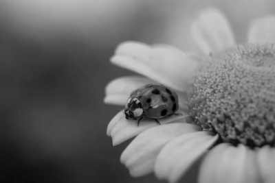 Brazil - Garopaba - Into the Wild: Brazil’s Southern Jungle Adventure with a Local - 1