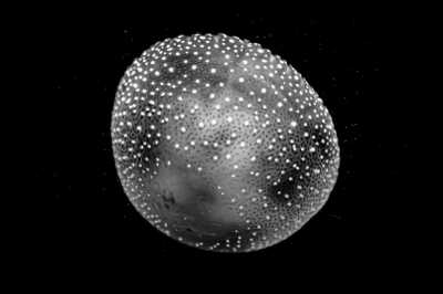 Ägypten - Hurghada Grand Aquarium - New Year in Egypt with a Local at the beach in Hurghada 🏖 𓅓𓏲𓅓𓅓𓏭𓋴,   𓉔𓏲𓂋𓎼𓉔𓄿𓂧𓄿 🇪🇬. - 1