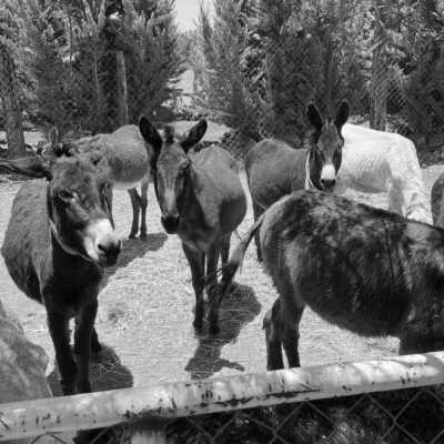 Mexico - Otumba - Day of the Dead: Mexico All inclusive - 5