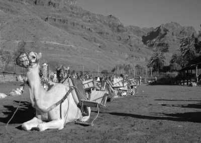 Spain - Fataga, pueblo Canario - CO-WORKING Gran Canaria: Chase the Sun for Hiking, Boatrides, Empowerment, Cooking, and More! 🏖️