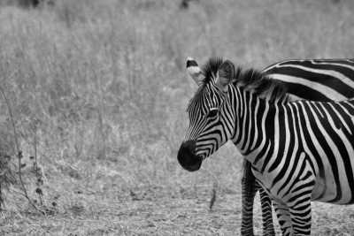 Tanzania - Serengeti National Park - Tanzania Safari to Serengeti National Park and Ngorongoro Crater