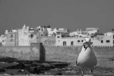 Morocco - Sqala du Port d'Essaouira - Exploring Essaouira, Morocco: Explore Hidden Gems from the Coastal of Essaouira - 3