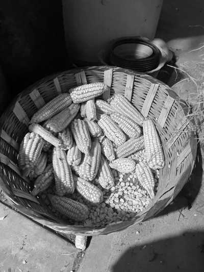 Mexico - Oaxaca - Unveiling OAXACA Mexico: A 7-Day Gastronomy, Culture, and Crafts Adventure for Women - 1