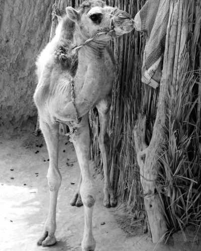 Tunisia - Sahara desert Tunisia ღ - Tunisia Home Office 💻 Co-Working & Adventure - 1