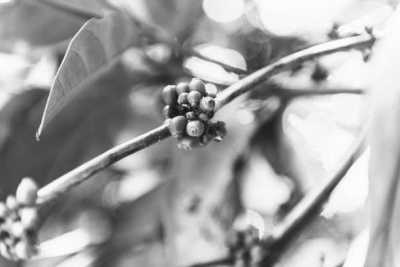 Tanzania - Spice Farm - 8-Day Tanzania Getaway: Explore the Best of Wildlife and Nature - 3