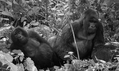 Uganda - Bwindi Impenetrable Forest - Uganda: 🦍 Hike to wild Mountain Gorillas, 🦏 Track Rhinos, 🌅 Lake Victoria cruise, White water rafting, Stand on the equator line & visit Entebbe, Kampala & Jinja towns - 1