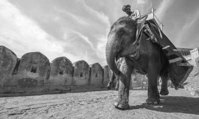 India - Sawai Madhopur - Experience Royalty and Wildlife in Rajasthan, India
