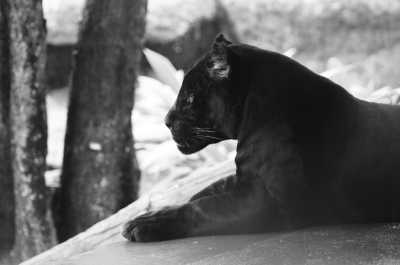 India - Kabini Wildlife - Wonders of the Jungles in South India - Wildlife Safari