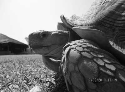 Westafrica - Fathala Wildlife Reserve - Abenteuerreise nach Afrika - Gambia 😊 - 1