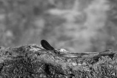 France - L'Isle-sur-la-Sorgue - Discover the Bucolic Provence in France like a local ! Exclusive Spots, Kayaking and Regional Food - 2