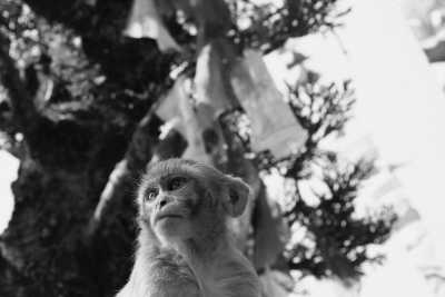 Nepal - Kathmandu - Discover Nepal's wonders - Trek, Safari, and Culture