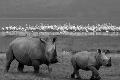 Kenia - Lake Nakuru National park - Kenya Safari Adventure: Maasai Mara, Lake Nakuru, and Amboseli Expedition for an Unforgettable Safari Experience