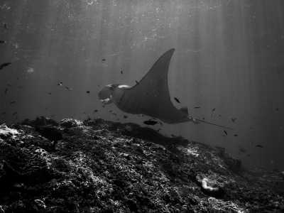 Indonesia - Penida Island - 𝗔𝗻𝘀𝘄𝗲𝗿 𝗕𝗮𝗹𝗶'𝘀 𝗖𝗮𝗹𝗹: 𝗬𝗼𝘂𝗿 𝗧𝗶𝗰𝗸𝗲𝘁 𝘁𝗼 𝘁𝗵𝗲 𝗘𝘅𝗼𝘁𝗶𝗰 𝗛𝗲𝗮𝗿𝘁 𝗼𝗳 𝗜𝗻𝗱𝗼𝗻𝗲𝘀𝗶𝗮! 🇮🇩🦜🎒 - 3