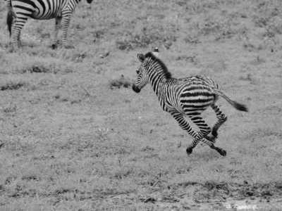 Tanzania - 6 Days - 5 Nights Tanzania Lodge safari,Tarangire, Serengeti and Ngorongoro Crater - JoinMyTrip