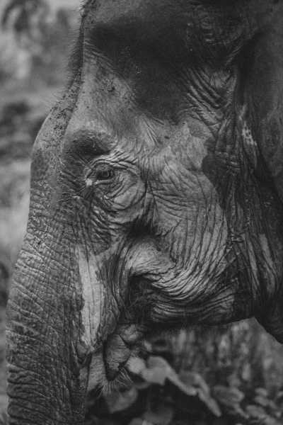 Thailand - Phuket Elephant Sanctuary Village - Content Creator's Paradise: Women’s Co-Working in Exquisite Southern Thailand - 4