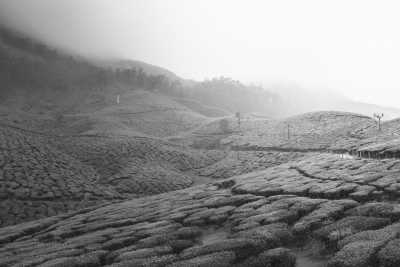 India - Munnar - Through The God's Own Country: Kerala, India