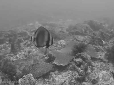 Thailand - Ko Tao - 🇹🇭 Entdecke Thailand's Unterwasserwelt - lerne Tauchen auf Koh Tao - inklusive Tauchschule / 6 Tauchgänge 🤿🌅🌴🍺 - 2