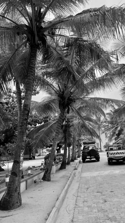 Subsahara-Afrika - Tofo - Echoes of the Wild: A Journey from Kruger's Big Five to Mozambique's Whale Wonders - 2