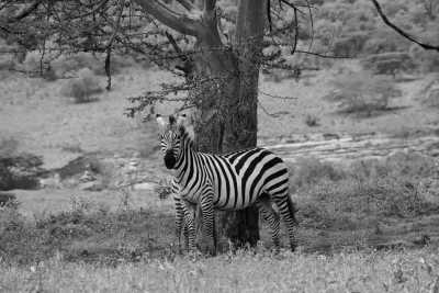 Kenia - Lake Nakuru National Park - Kenya Safari in 7 Days Visit 4 Destinations in Kenya - 7