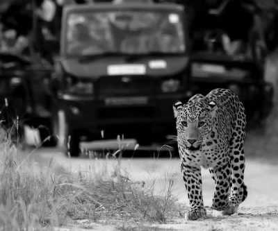 India - The Pink City Leopard Safari {JAIPUR} - Jaipur, India: An Exquisite Cultural Journey with a 5-Day Stay in a Spanish Villa, Enchanting Sightseeing, Delectable Cuisine, and Immersive Exploration - 2