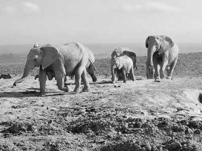 Südafrika - Addo Elephant National Park - 🌄 Cape Town and Garden Route with a local - 10 Days  🌞   Best of South Africa  🌅 - 2