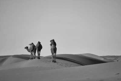United Arab Emirates - Lahbab Desert Safari - Ultimate UAE Adventure: A Week of Exploration and Excitement - 3