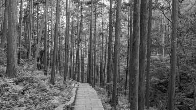China - Zhangjiajie National Forest Park - 🇨🇳 Entdecke China - 18d Backpacking Reise durch Chinas Zentrum 🏮Shanghai -> Xi'An - 1