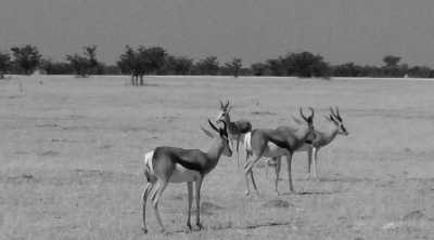 Subsahara-Afrika - Etosha National Park - Simbabwe - Sambia - Namibia - 1