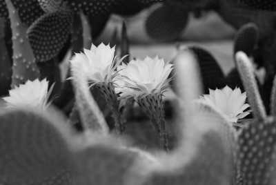 South Africa - De Hoop Nature Reserve - Südafrika: das Kap, der Wein, die große und kleine Karoo, Gardenroute, garantierte Durchführung - 3