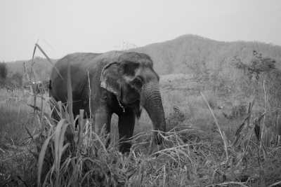 Thailand - Phuket Elephant Sanctuary Village - Content Creator's Paradise: Women’s Co-Working in Exquisite Southern Thailand - 5