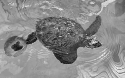 Turkey - Fethiye - Highlights of Lycia, Turkey Explore Like a Local - 2