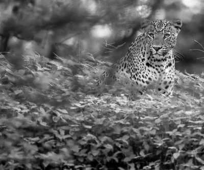 India - The Pink City Leopard Safari {JAIPUR} - Jaipur, India: An Exquisite Cultural Journey with a 5-Day Stay in a Spanish Villa, Enchanting Sightseeing, Delectable Cuisine, and Immersive Exploration - 3