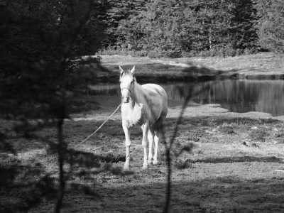 Argentina - El Hoyo - Majestic Horse Riding Adventure,"Eye To Eye with the Condor" - 3
