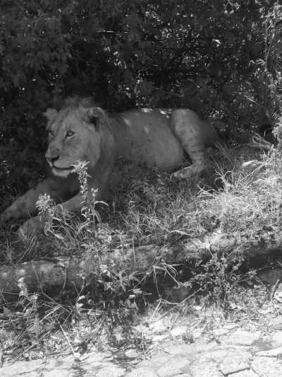 Tansania - Serengeti - Discover Tanzania: 4-Day Camping Safari to Tarangire, Serengeti, & Ngorongoro Crater