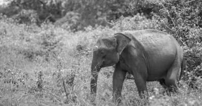 Sri Lanka - Udawalawe National Park - Sri Lanka Work, Surf, Beach & More – Single Room