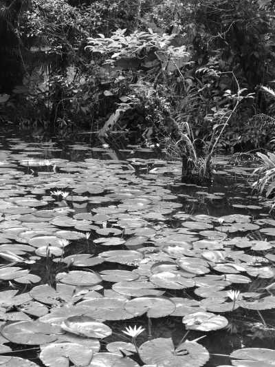 Brazil - Una Beach - Travel Like a Local to North Shore of São Paulo - 2