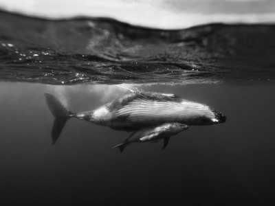 Oceania - Aitutaki - 🌟 New Zealand + 8 Days Boat Safari Whale Tour in the Cook Islands 🌊🐋 - 3