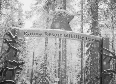 Finland - Ranua - Chasing the Northern Lights on a Road Trip through Lapland🦌🎅🏼❄️ - 1